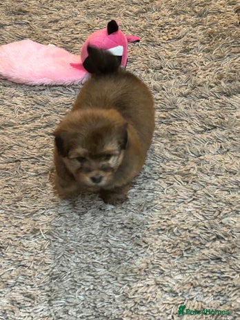 Havanese dogs - Advert 1