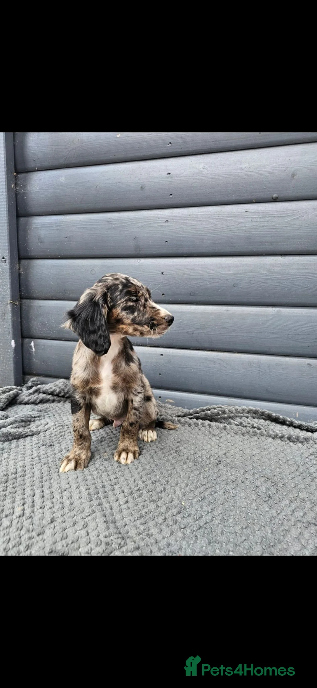 Cocker Spaniel dogs for sale: Cocker spaniel in Frome - Advert 2