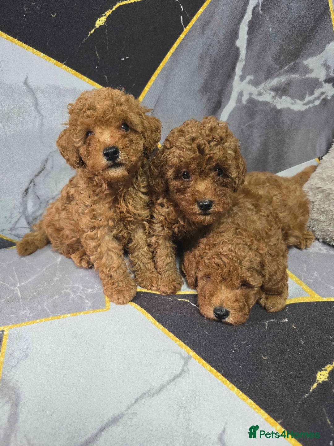 Toy Poodle dogs for sale: 3 Stuninngly cute red toy poodle puppies - Advert 4