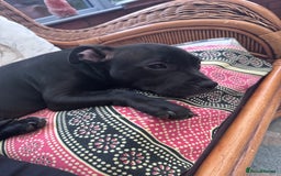 Staffordshire Bull Terrier dogs for sale: Staffy Puppy - Image 3