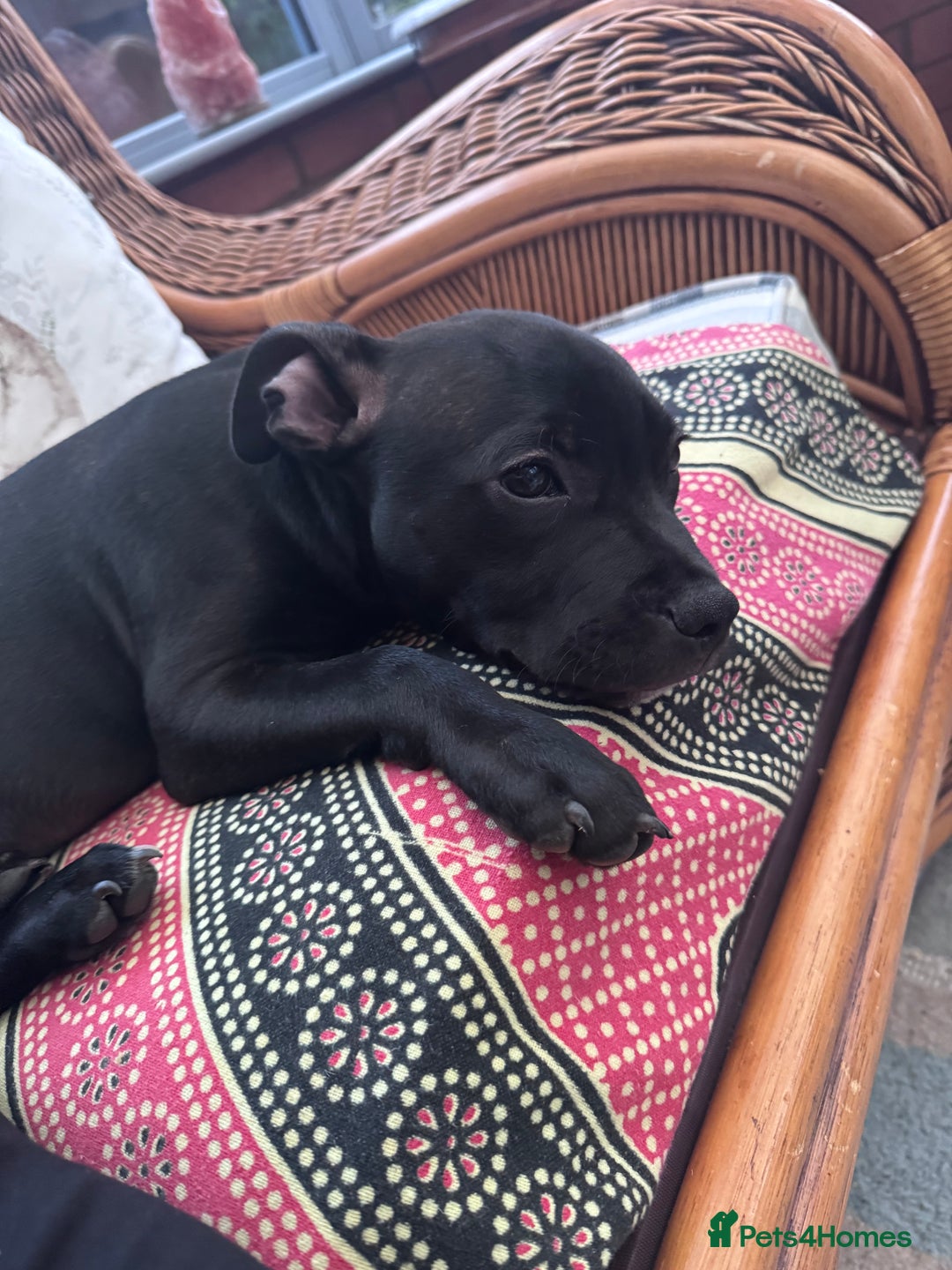 Staffordshire Bull Terrier dogs for sale: Staffy Puppy - Image 3