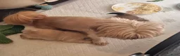 Shih Tzu dogs for sale: Kc reg Stunning small baby boys/girl - Advert 30