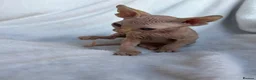 Sphynx cats for sale: Gorgeous stripped Sphynx kittens - Advert 11