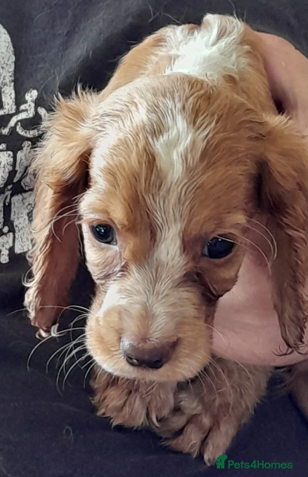 Cocker Spaniel dogs for sale: Ready nowBeautiful working cocker spaniel puppy's  - Advert 2
