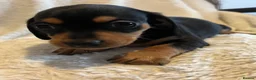Chihuahua dogs for sale: Chihuahua X Miniature Dashund - Advert 19