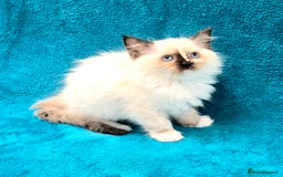 Ragdoll cats for sale: PEDIGREE GCCF REG CHAMPION LINE RAGDOLL KITTENS - Image 31