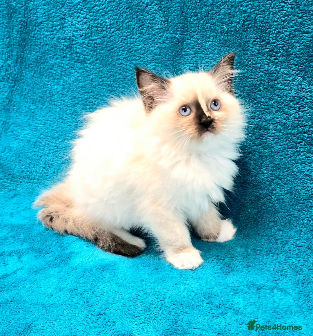 Ragdoll cats for sale: PEDIGREE GCCF REG CHAMPION LINE RAGDOLL KITTENS - Image 31
