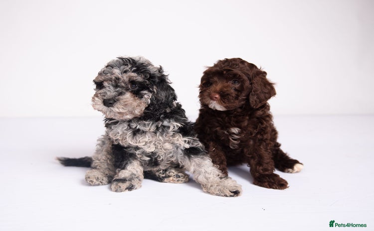Cockapoo dogs - Advert 1
