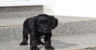 Cockapoo dogs - Advert 2