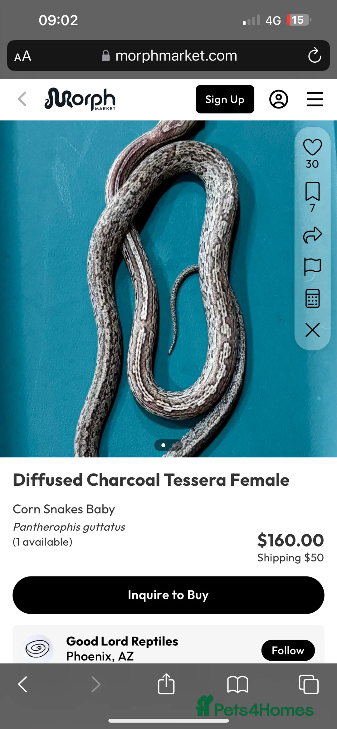 Corn Snake reptiles for sale: Rare morph corn snake - Advert 7