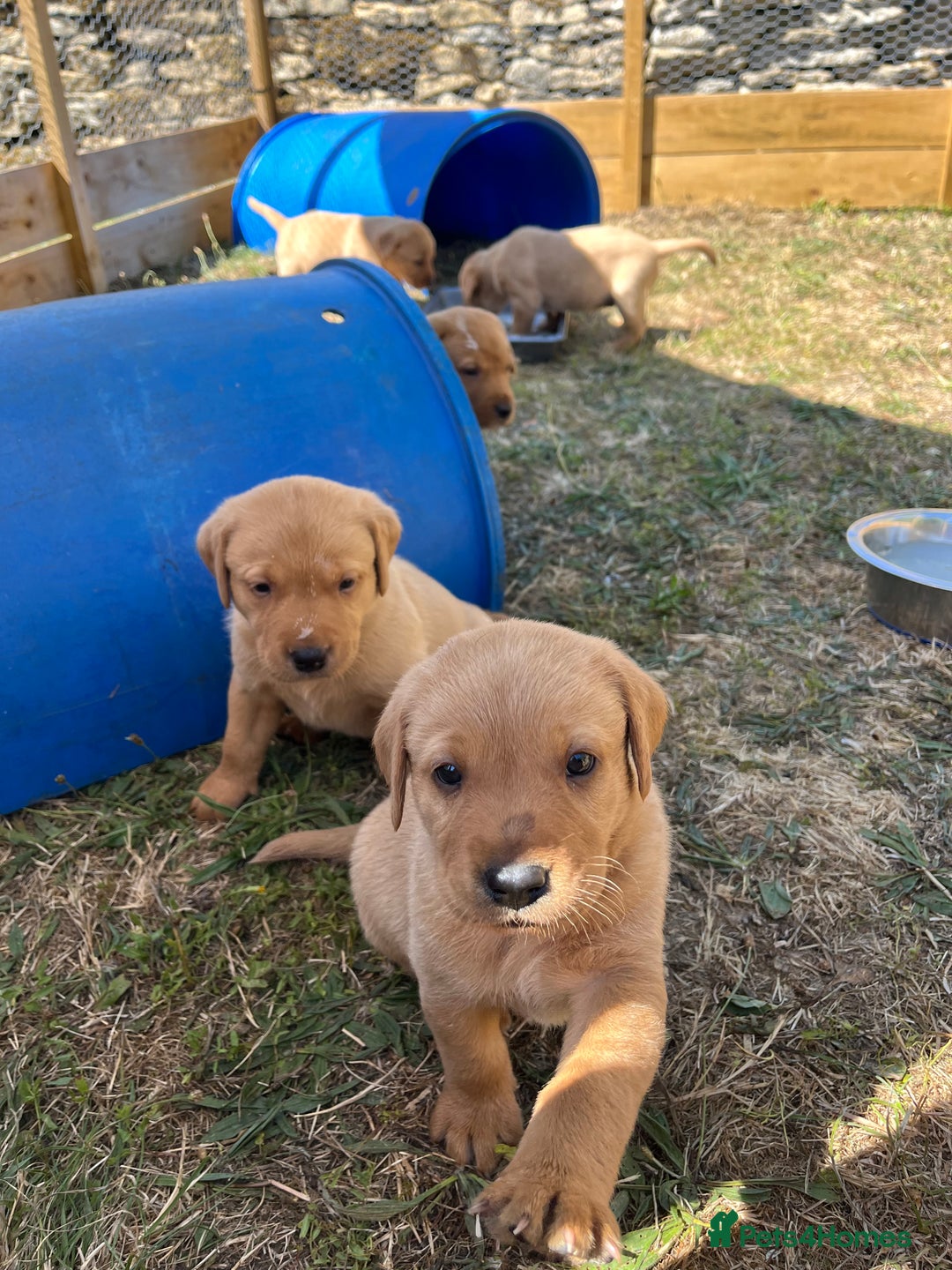 Labrador Retriever dogs for sale: Fox Red Labrador puppies  - Image 18
