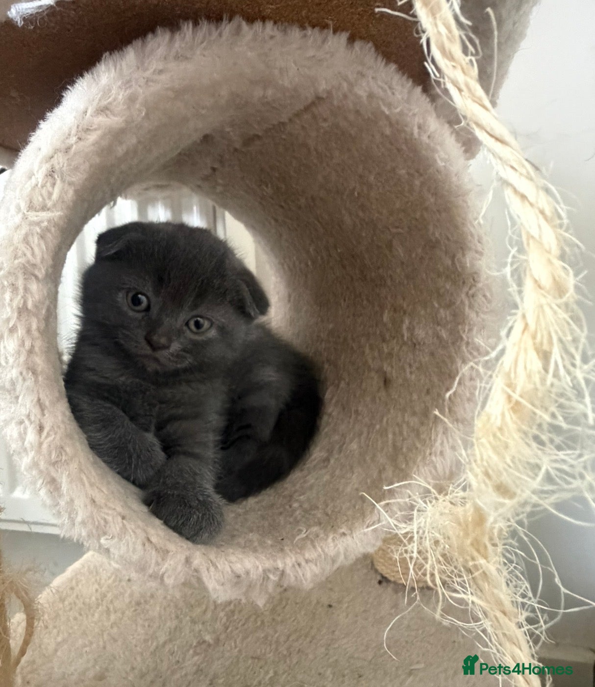 Scottish Fold cats for sale: 🐾  Adorable Scottish Fold Kittens  - Advert 4