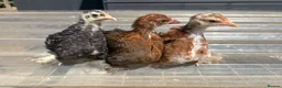 Chickens poultry for sale: Various chickens available  - Advert 1