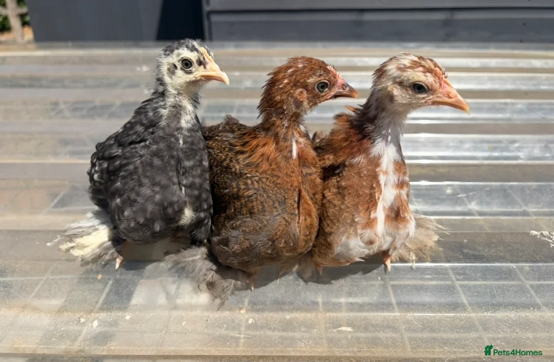 Chickens poultry for sale: Various chickens available  - Advert 1