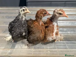 Chickens poultry Various chickens available - Advert 1