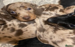 Miniature Dachshund dogs for sale: Miniature Dachshund 🌟4 BOYS🌟 - Image 6