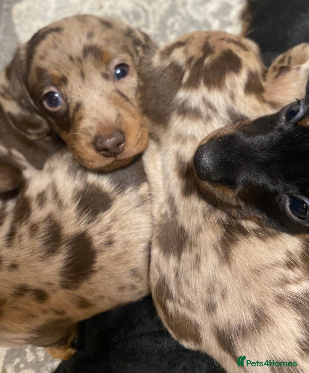 Miniature Dachshund dogs for sale: Miniature Dachshund 🌟4 BOYS🌟 - Image 6