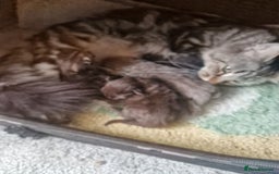 Maine Coon cats for sale: Maine Coon kittens - Image 11