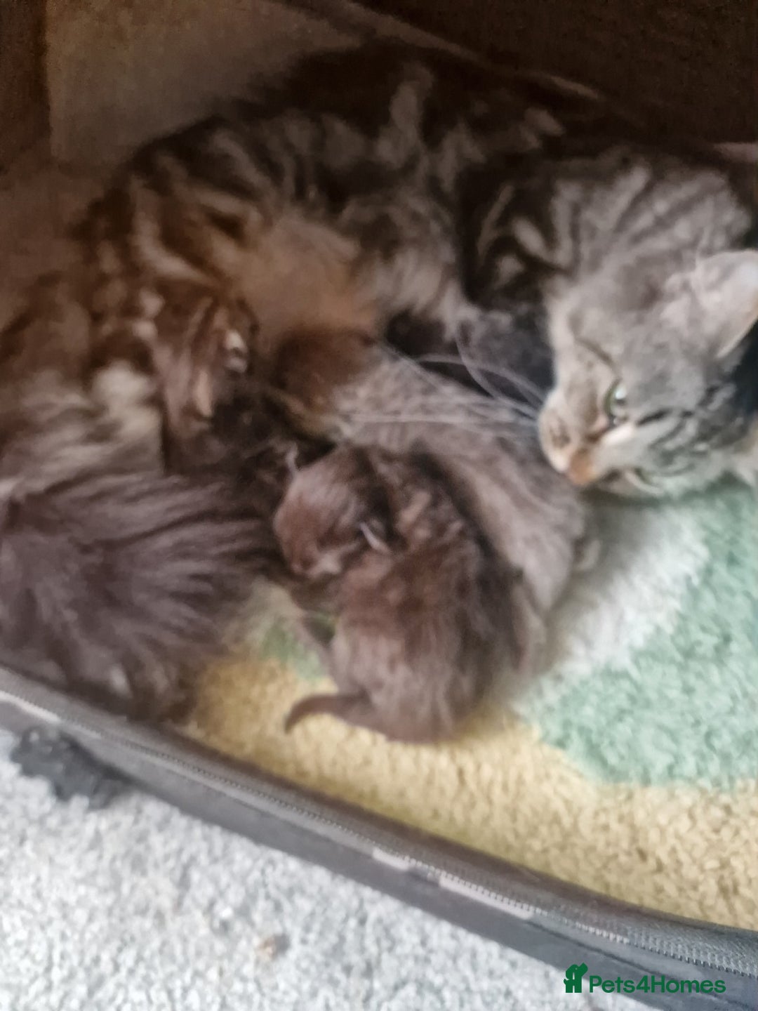 Maine Coon cats for sale: Maine Coon kittens - Image 11