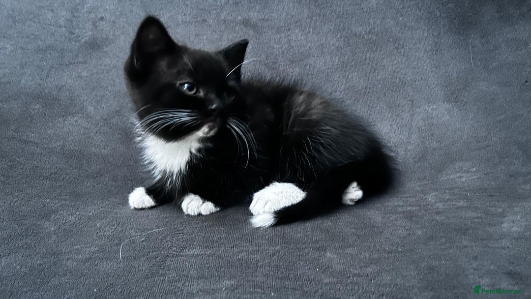 Ragdoll cats for sale: Adorable 9 Week Old Kittens - Litter Trained - Image 7