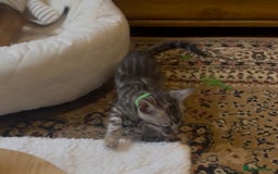 Bengal cats for sale: 💎💎💎 Luxury Bengal Kittens Available  - Image 33
