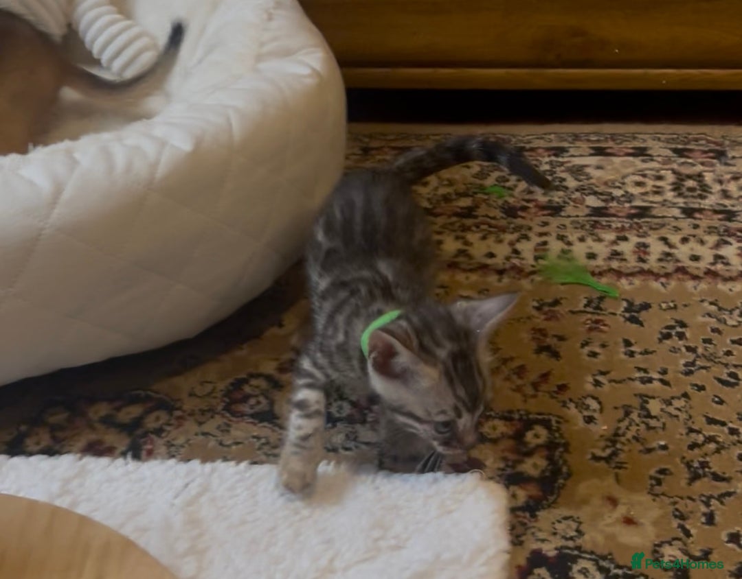 Bengal cats for sale: 💎💎💎 Luxury Bengal Kittens Available  - Image 33