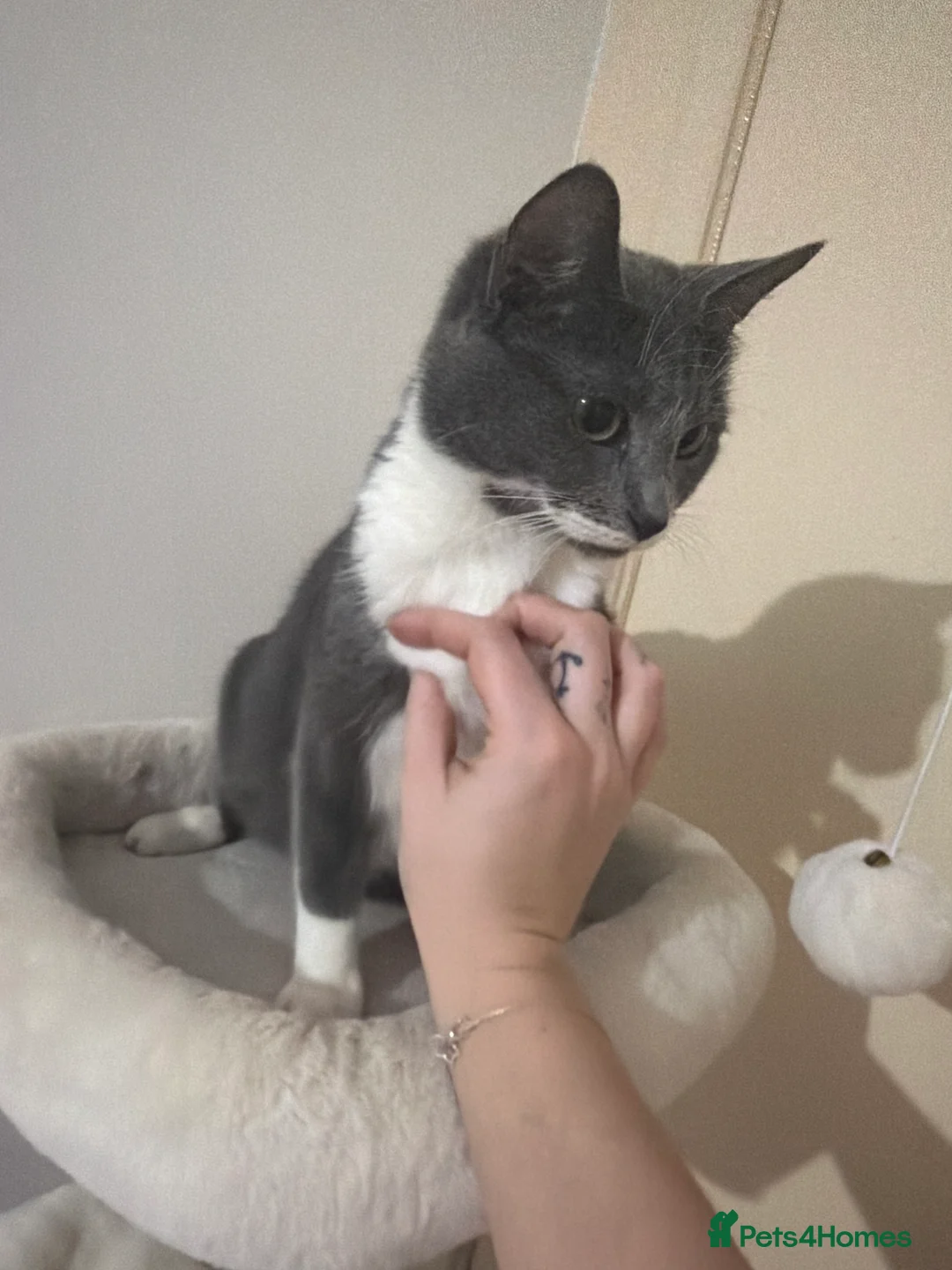 Mixed Breed cats for sale: Two kittens available  - Advert 2