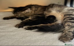Siberian cats for sale: Exceptional Siberian Kittens - Waiting List Open - Image 18