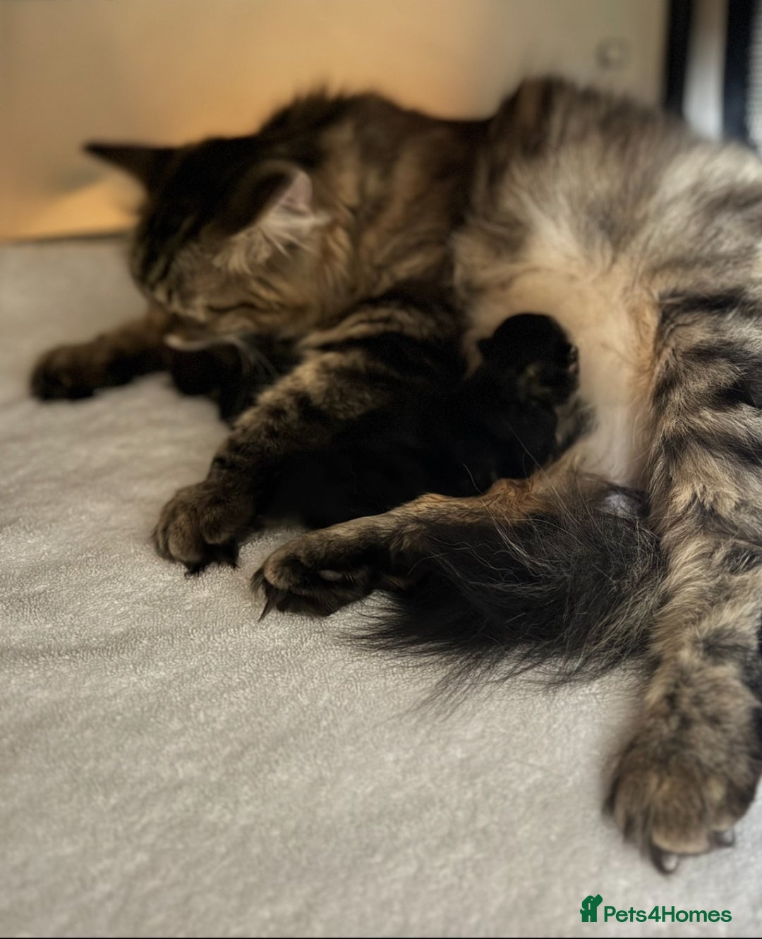 Siberian cats for sale: Exceptional Siberian Kittens - Waiting List Open - Image 18