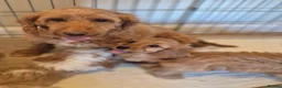 Cavapoo dogs for sale: Cavapoo  in Milton Keynes - Advert 1