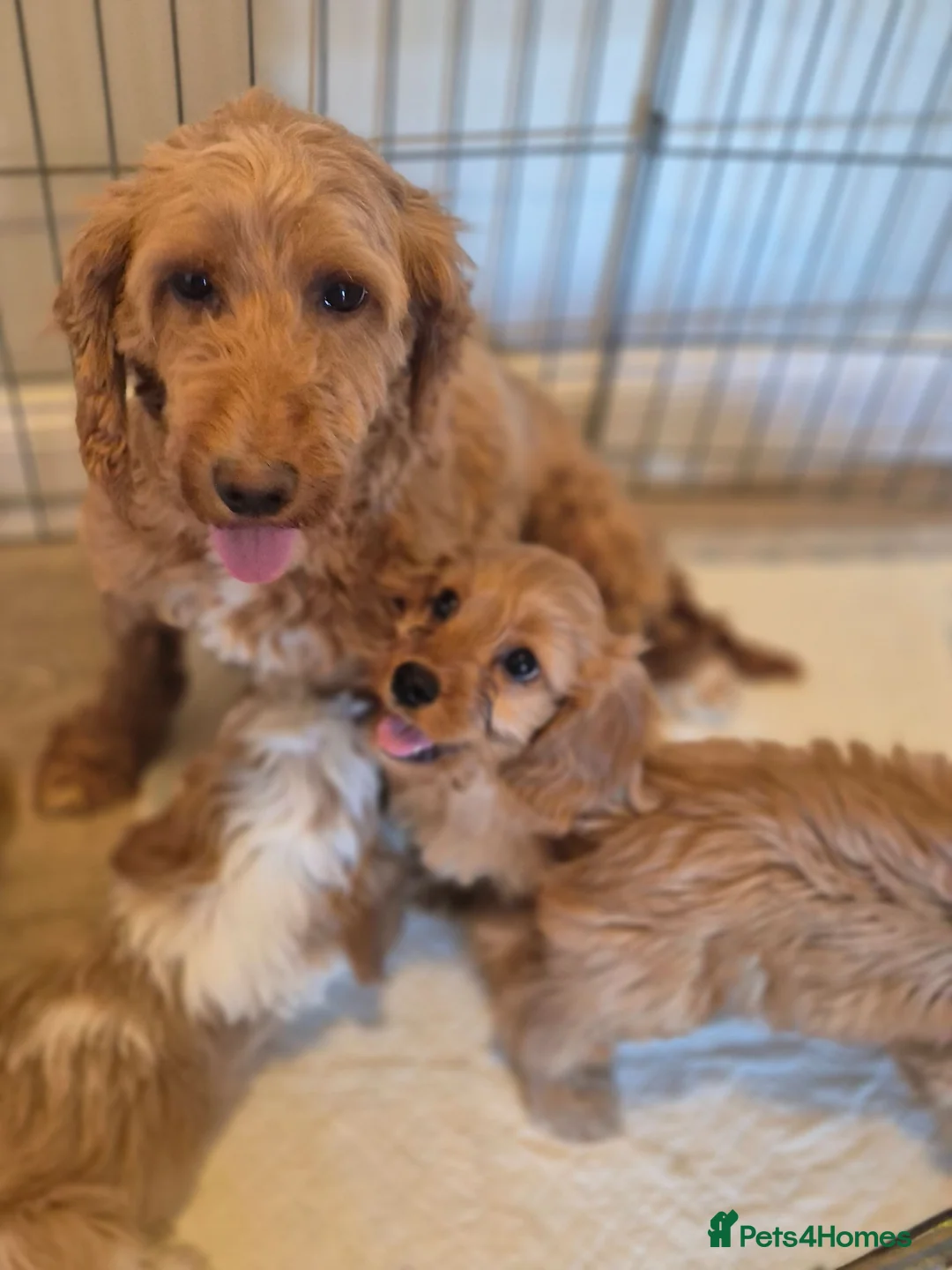Cavapoo dogs for sale: Cavapoo  in Milton Keynes - Advert 1