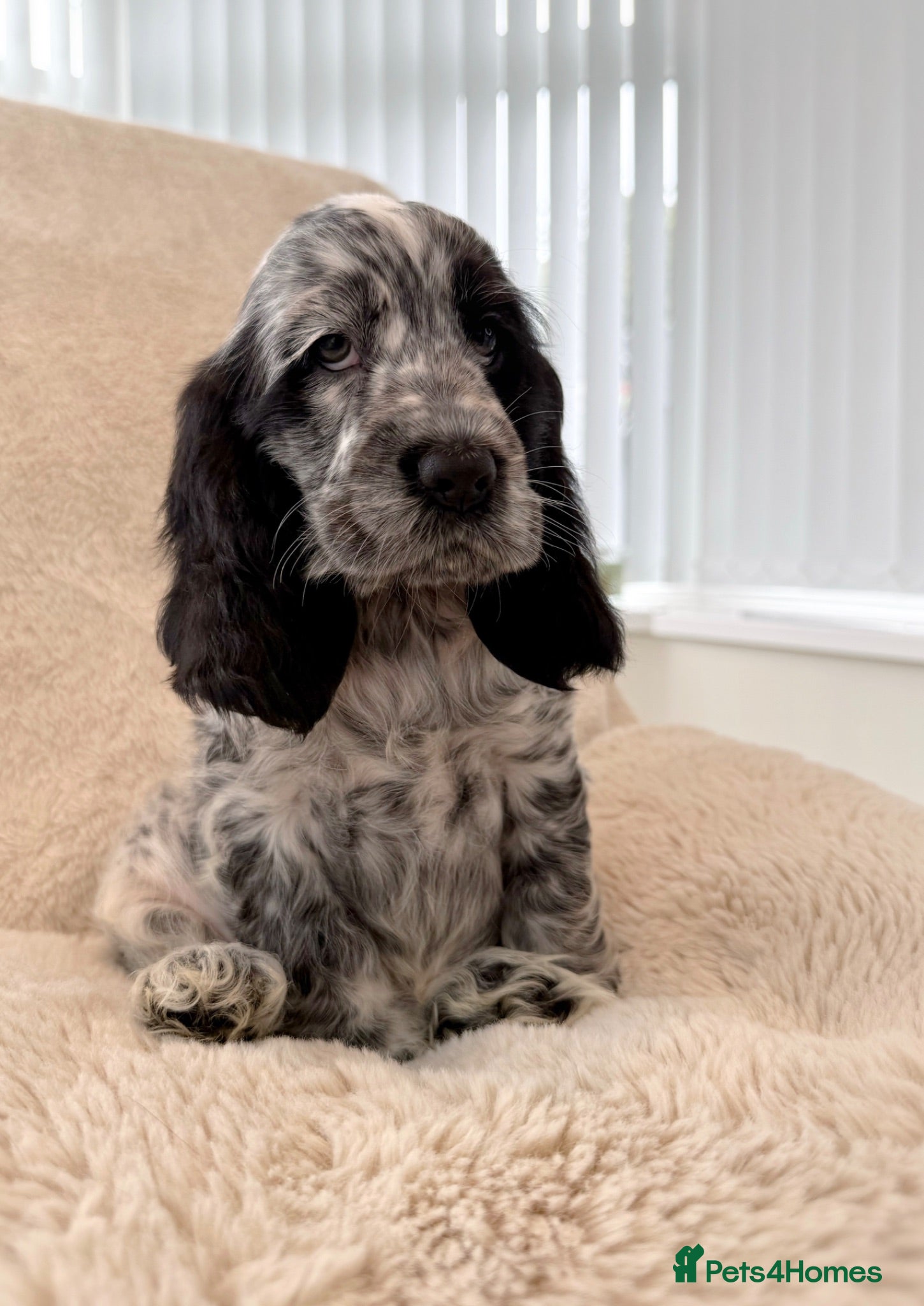 Cocker Spaniel dogs READY NOW Top Quality KC Show Cocker Spaniels   - Advert 1