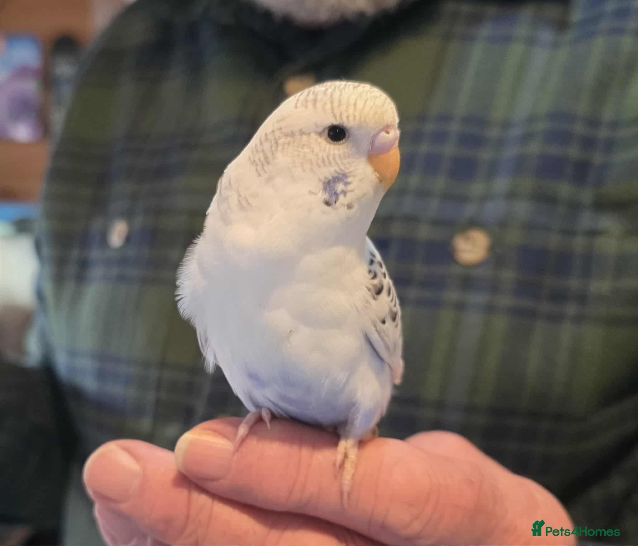Budgerigars birds Baby Budgie Boy - Advert 9