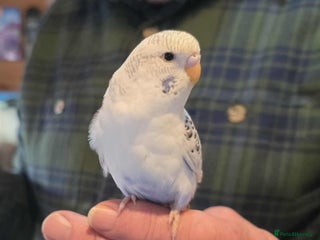Budgerigars birds Baby Budgie Boy - Advert 3