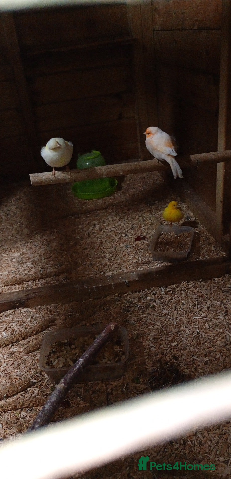 Canaries birds Canaries/cockteials  - Advert 2