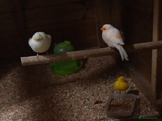 Canaries birds Canaries/cockteials - Advert 1