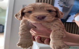 Cockapoo dogs for sale: F2 Cockapoos - Image 4
