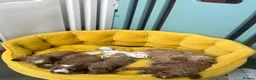 Cockapoo dogs for sale: Beautiful playful F1b cockapoos  - Advert 3
