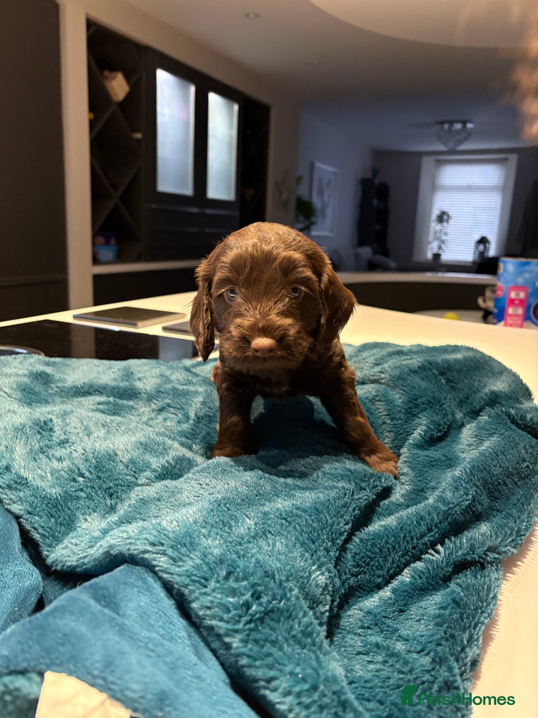 Cockapoo dogs for sale: Super cute cockapoo puppies 🥰 - Advert 12