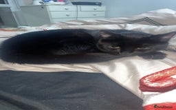 British Shorthair cats for sale: FREE British shorthair cat called mabel - Advert 4