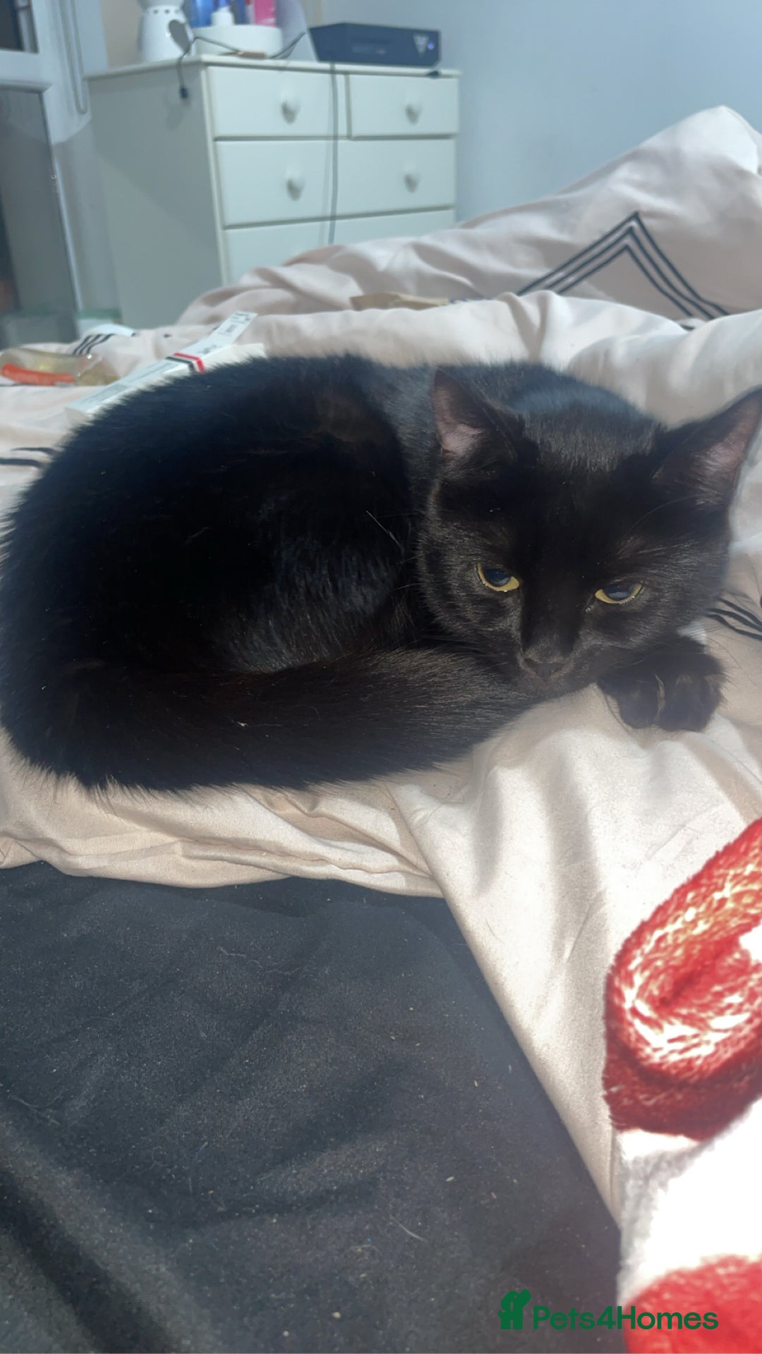 British Shorthair cats for sale: FREE British shorthair cat called mabel - Advert 4