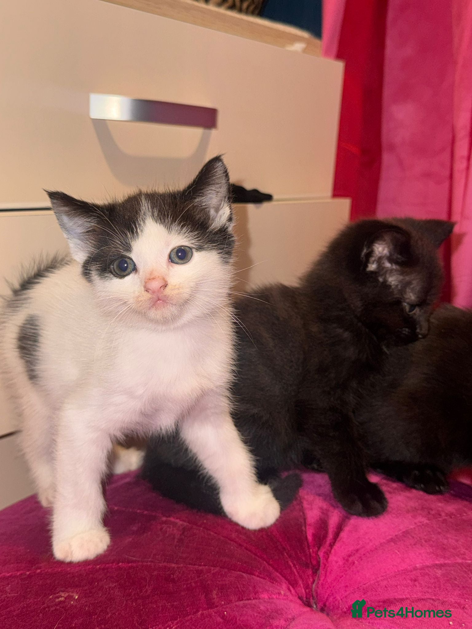 Mixed Breed cats 3 female kittens  - Advert 1