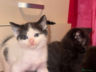 Mixed Breed cats 3 female kittens - Advert 1