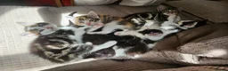 Mixed Breed cats for sale: Mixture of Colour kittens in Birmingham - Advert 1