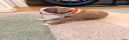 Boston Terrier dogs for sale: 8th Generation KC Reg Boston Terrier Puppies  - Advert 22