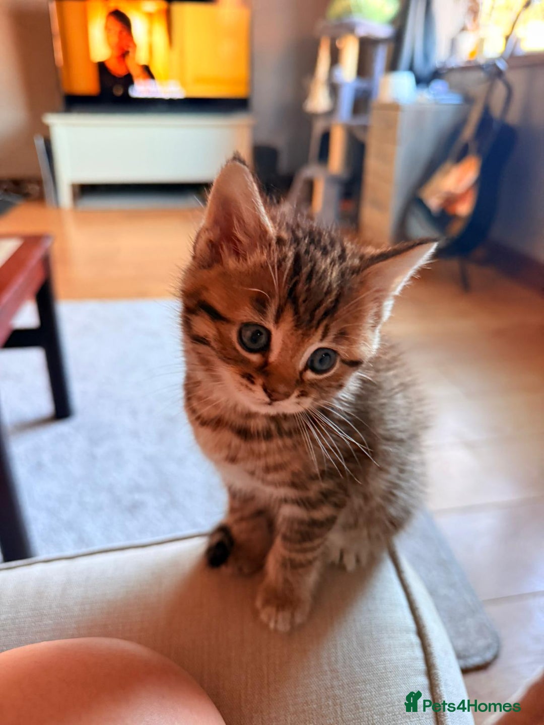 Mixed Breed cats for sale: Beautiful Ragdoll Bengal Cross Kittens - Advert 9