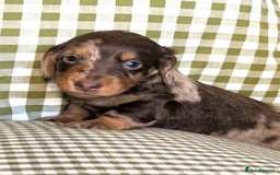 Miniature Dachshund dogs for sale: Miniature Long Haired Dachshund Puppies - Advert 8