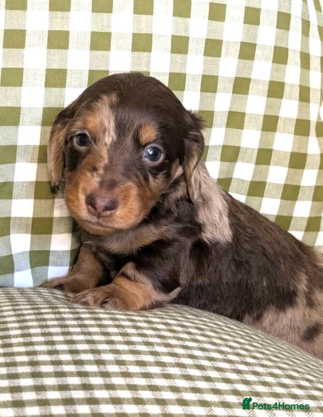 Miniature Dachshund dogs for sale: Miniature Long Haired Dachshund Puppies - Advert 8