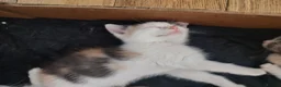 British Shorthair cats for sale: Five stunning kittens available immediately  - Advert 37