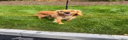 Cockapoo dogs for sale: Beautiful F1 Cockapoo Boy - Advert 3